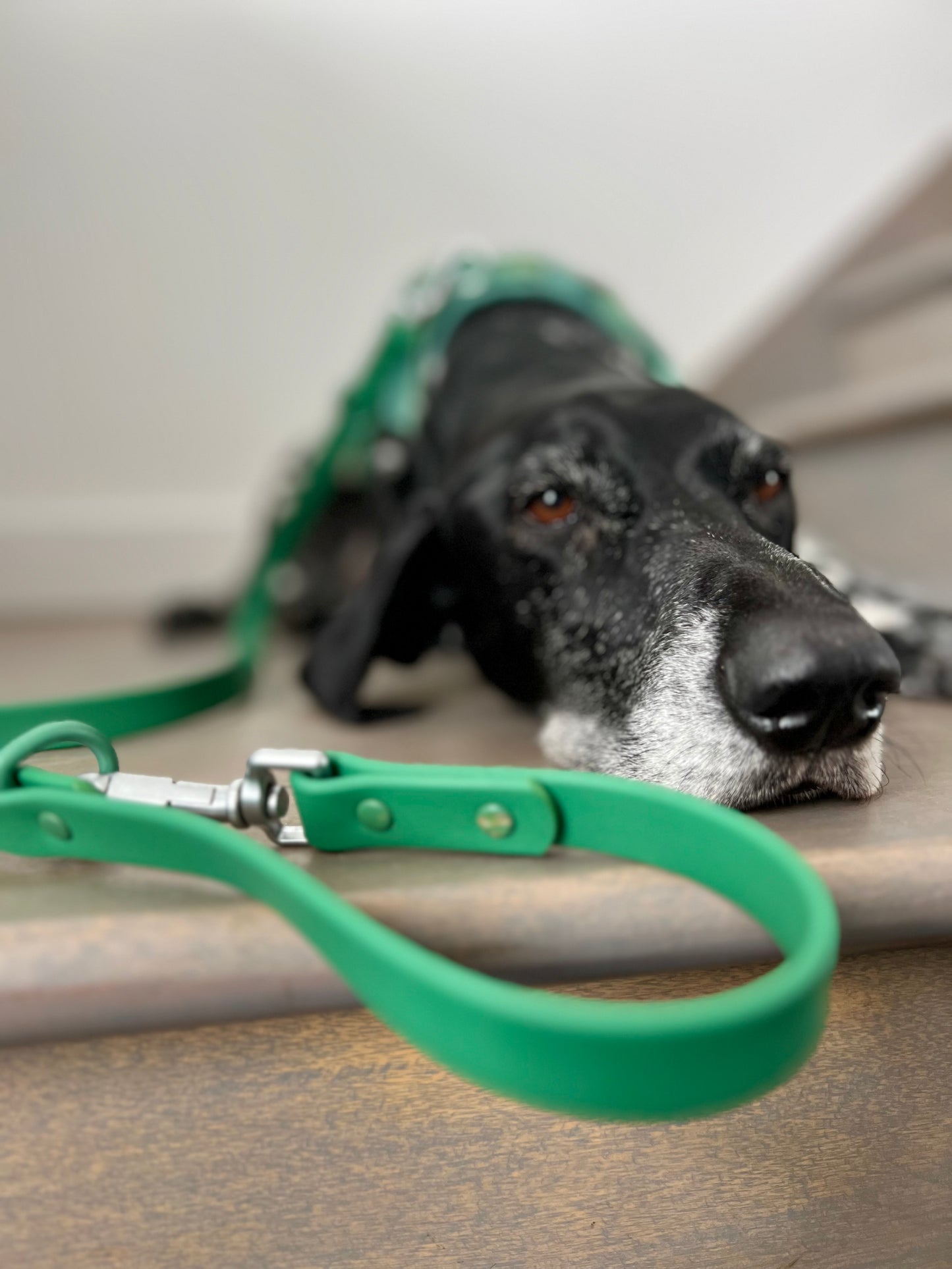 The Green: Leash