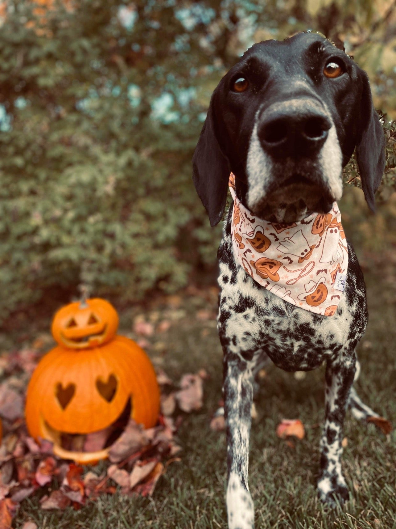 Yeehaw Pumpkin